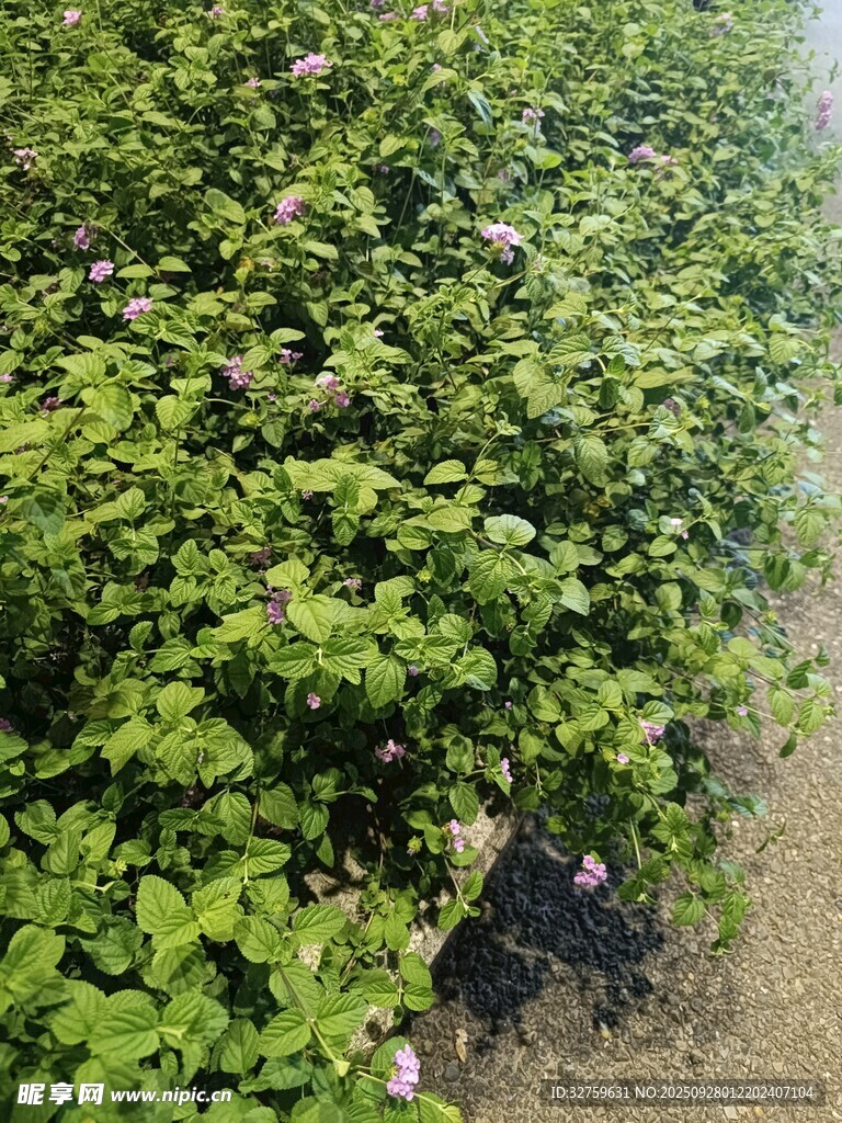 绿叶繁茂的植物景观