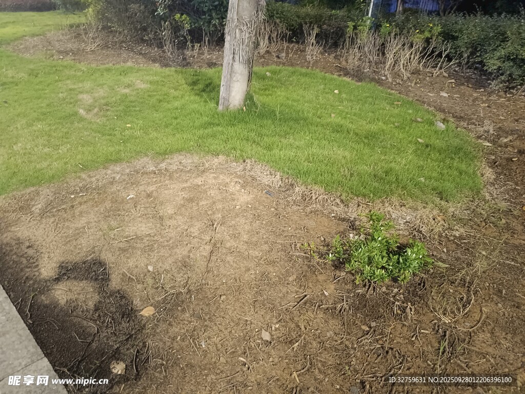 草地旁的裸露泥土区域
