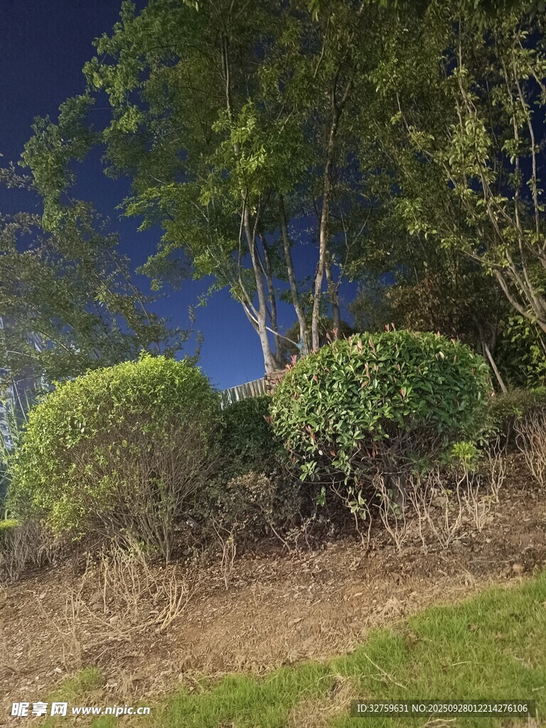 夜幕下的绿植景观