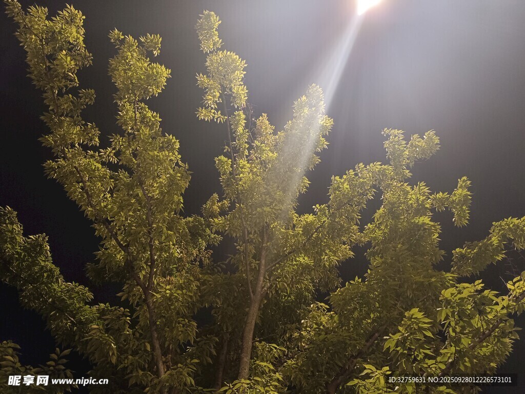 夜空下的葱郁树木