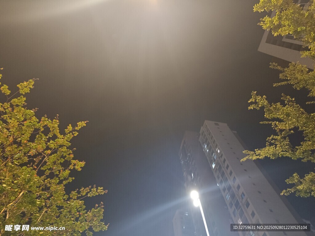 夜晚树下的城市光影