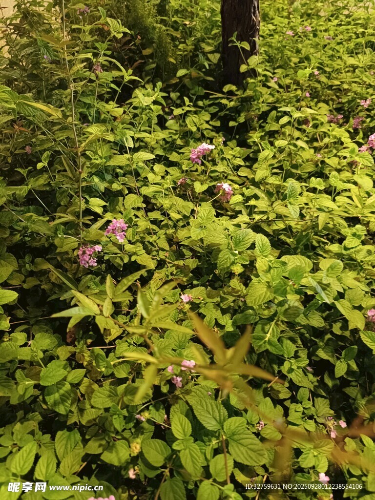 繁茂绿植中的紫色小花
