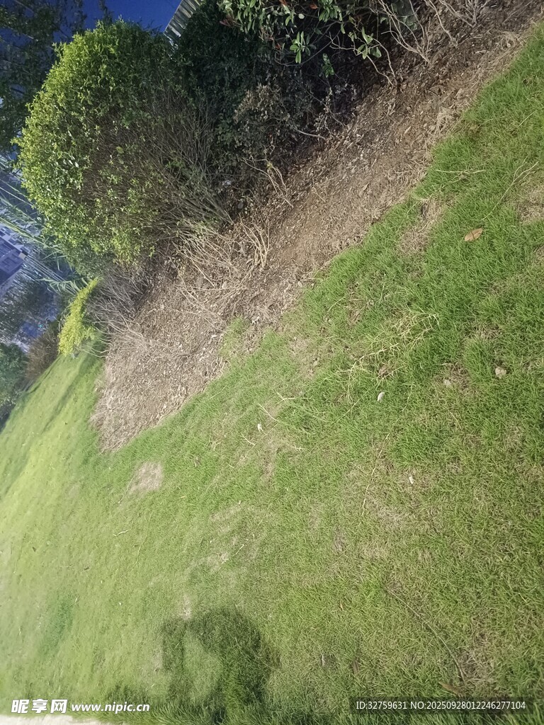 户外草地与树木景致