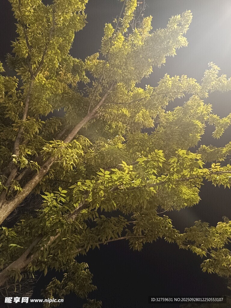 夜晚中的葱郁树木