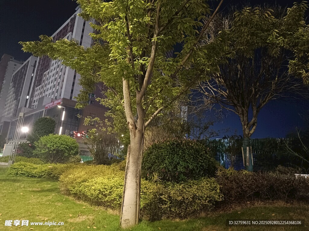 夜晚城市中的绿植景观