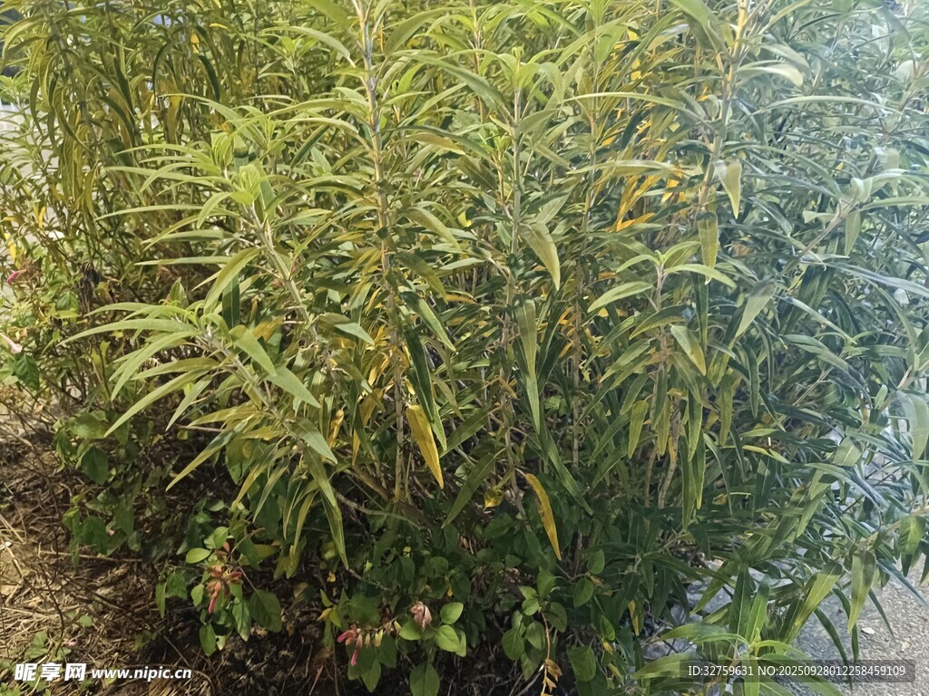 茂密绿植景观