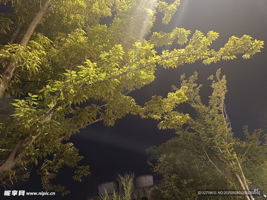 夜幕下的葱郁树木