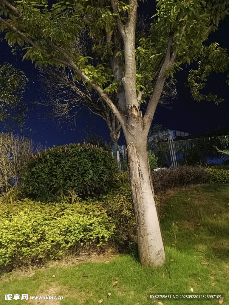 夜晚树下的静谧景致