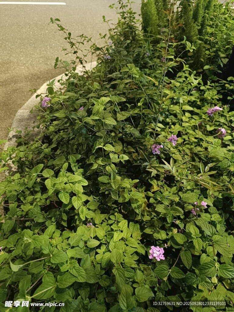 绿叶丛中的紫色小花