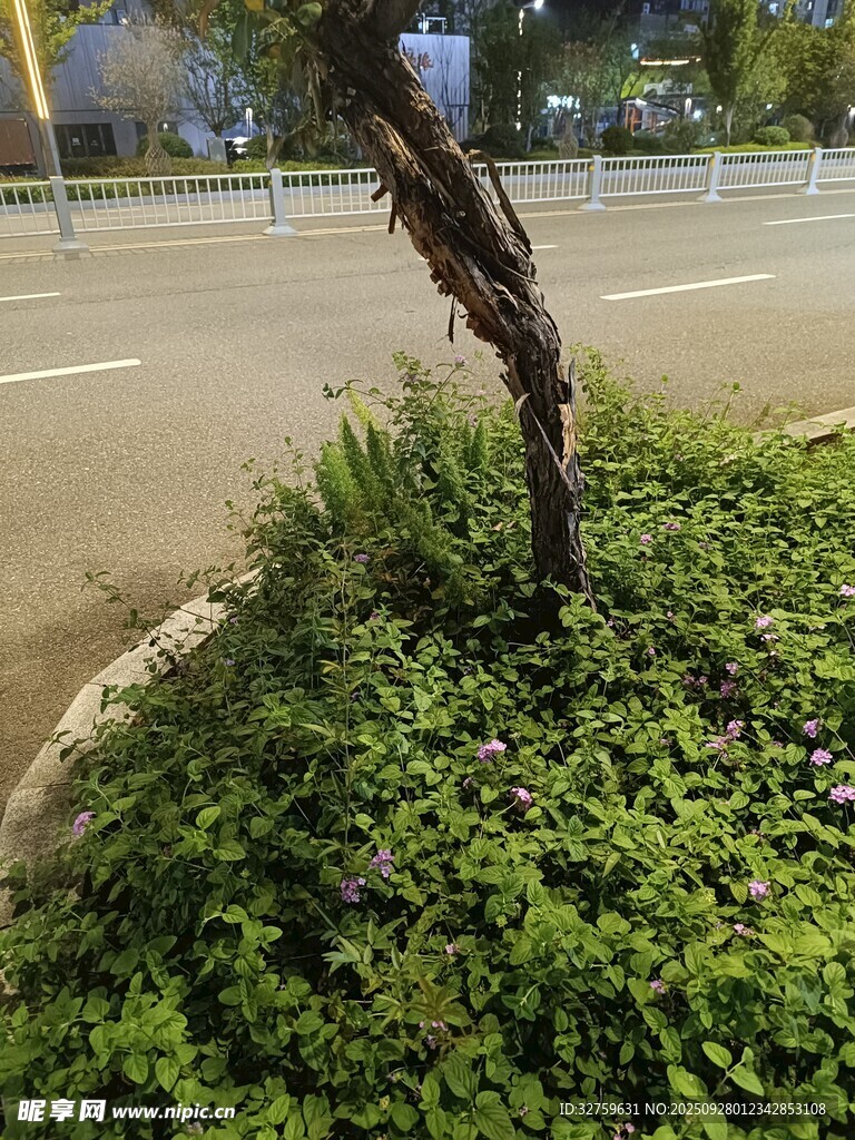 路边扭曲树干与绿植
