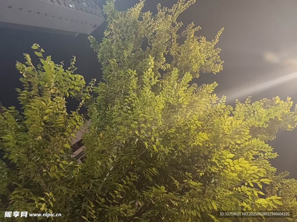 夜间绿植景观