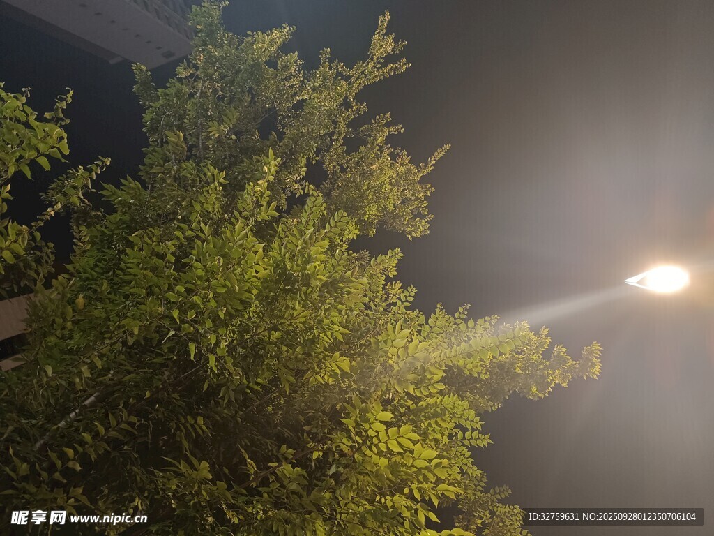 夜晚路灯下的葱郁绿植