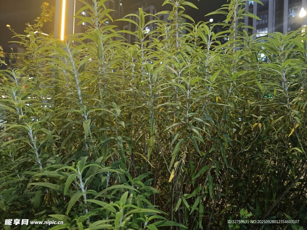 夜间繁茂的绿色植物