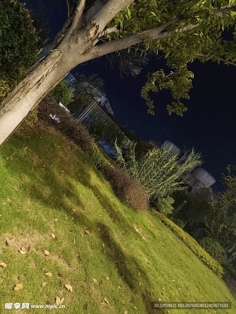 夜晚草地旁的树木景致