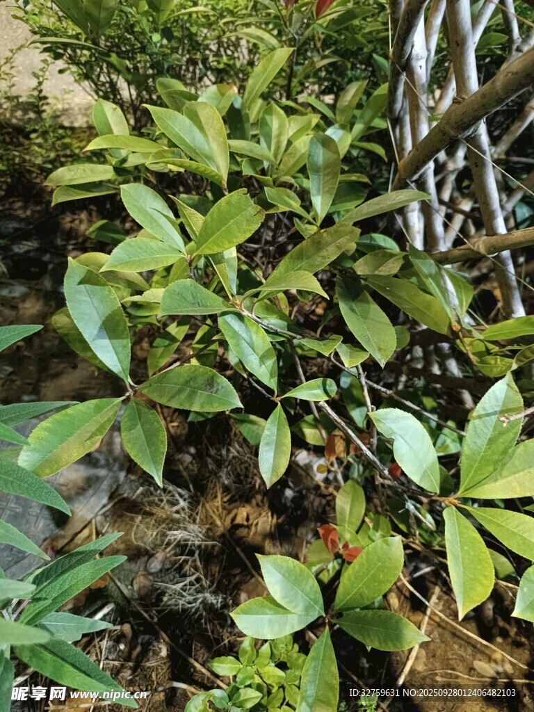山林中的繁茂绿植