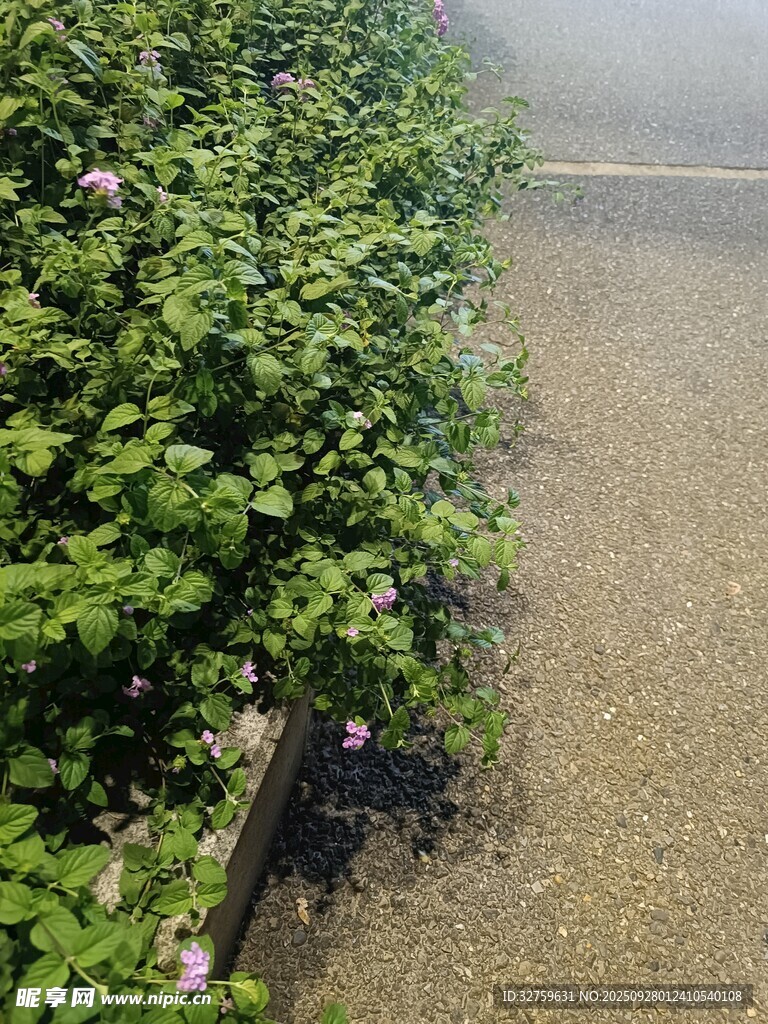 绿植旁的地面场景
