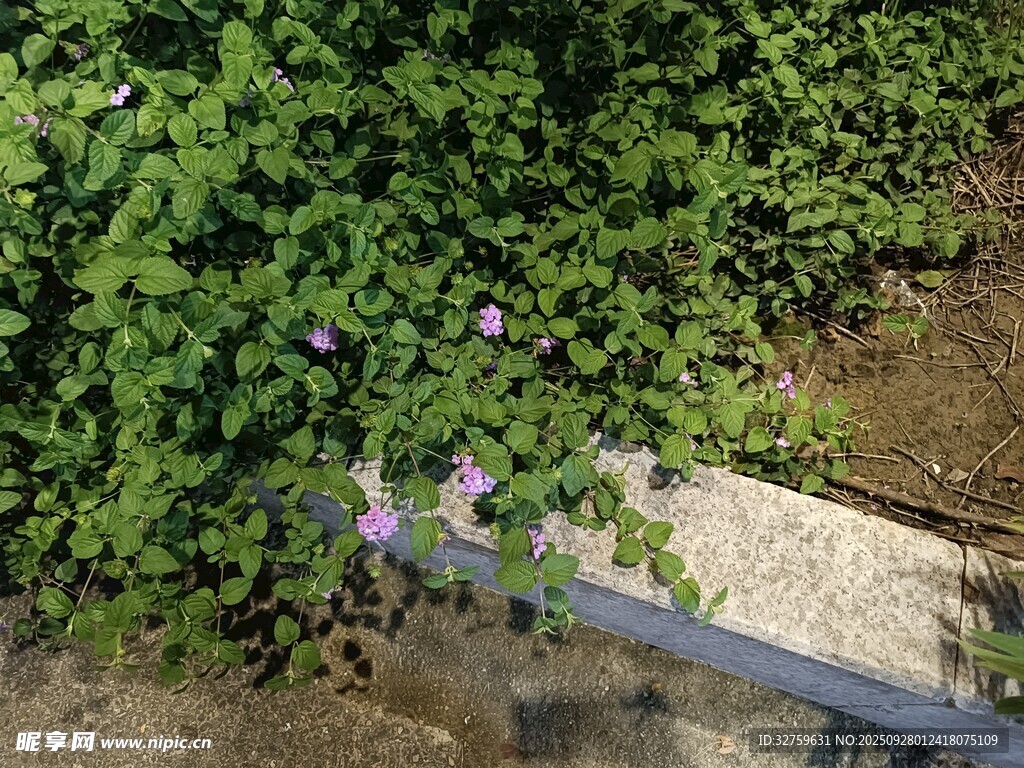 墙边绽放的紫色牵牛花