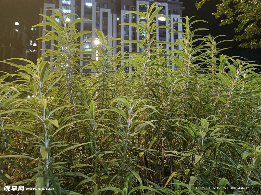 城市中繁茂的绿植景观