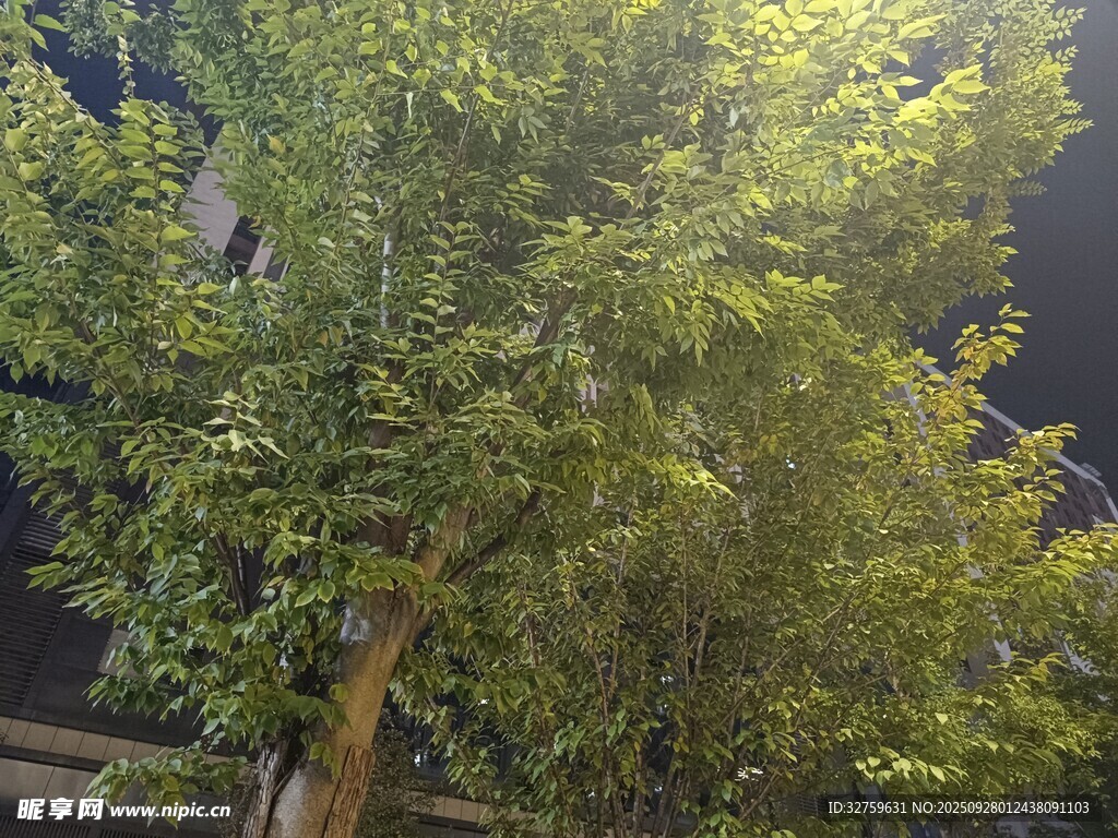 夜晚的葱郁绿树