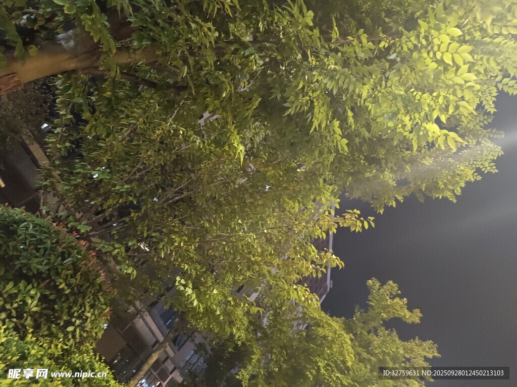阳光穿透树林的静谧美景