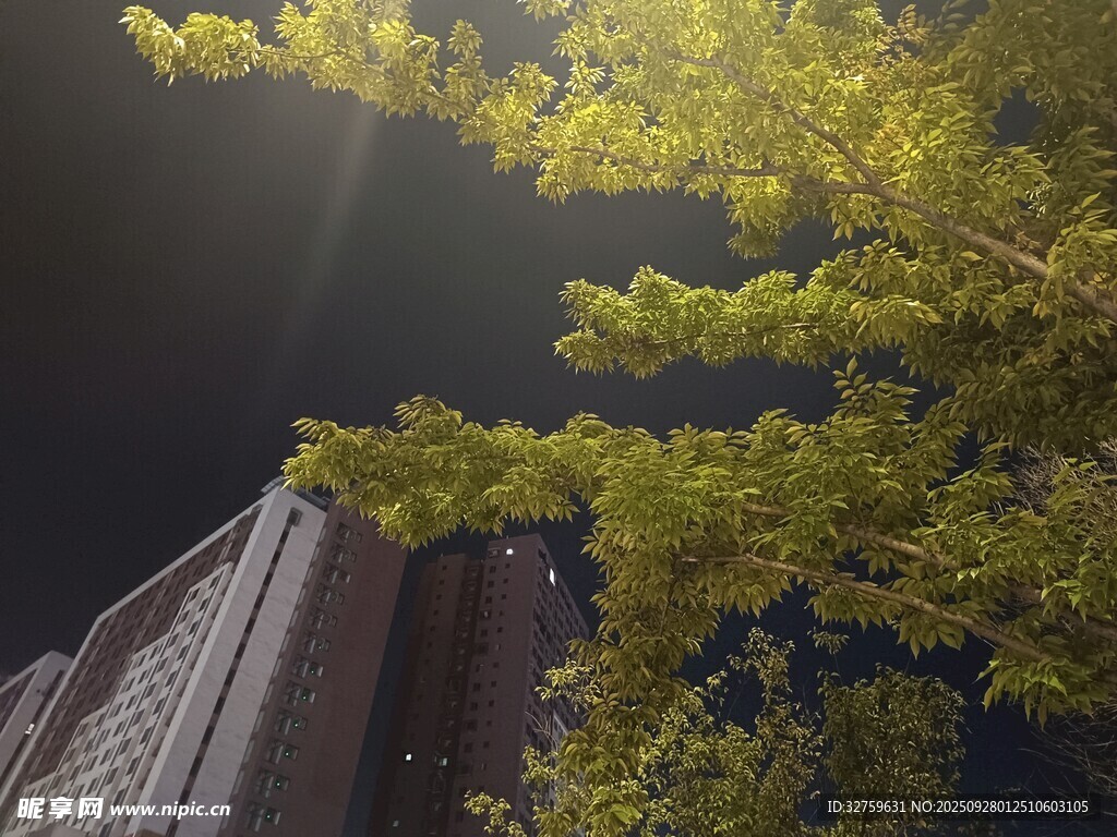 阳光透过树叶照向高楼