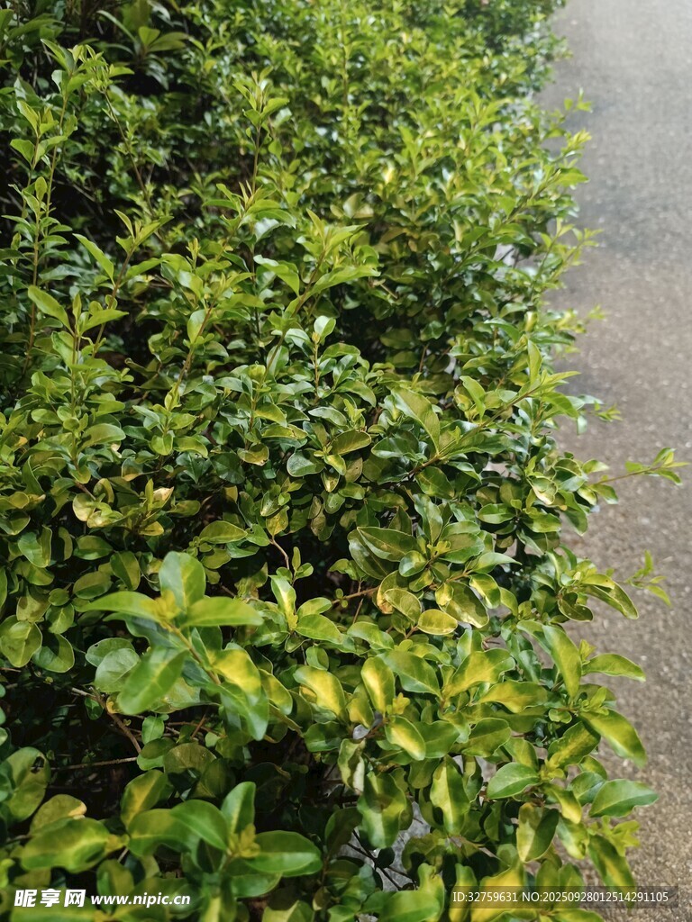 绿意盎然的路边植物
