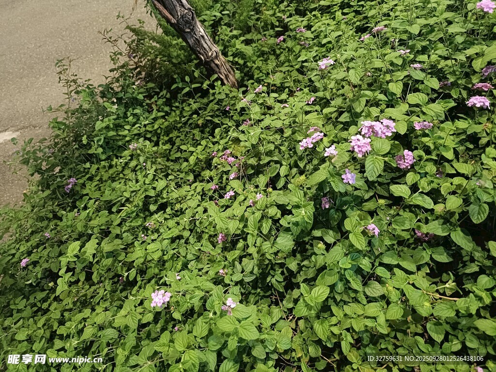绿叶丛中绽放的粉色小花