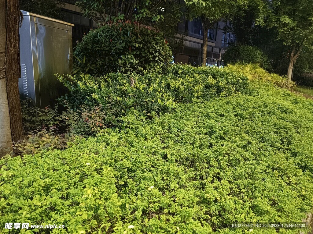 繁茂绿植景观