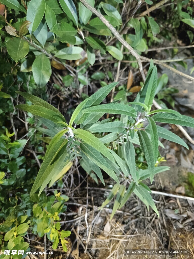 野外生长的翠绿植物