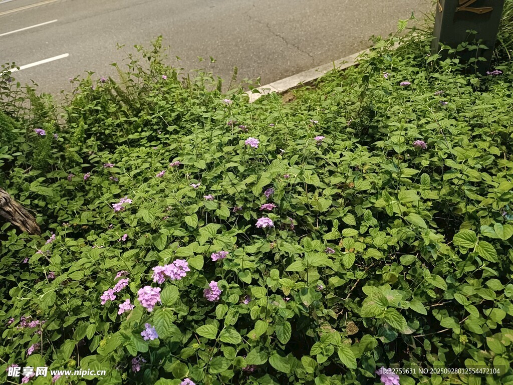 路边繁茂的紫色花丛