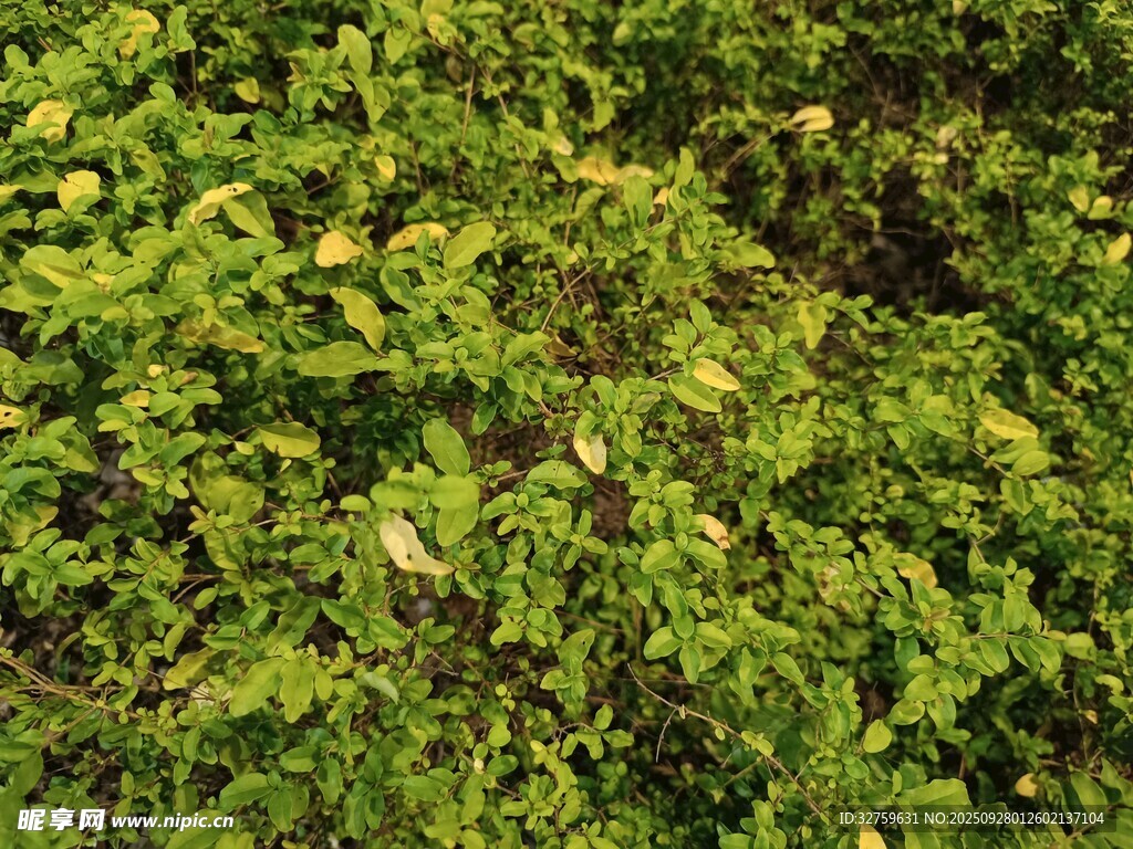 茂密绿植景观