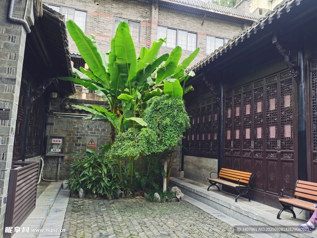 芭蕉