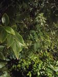 茂密绿植景观
