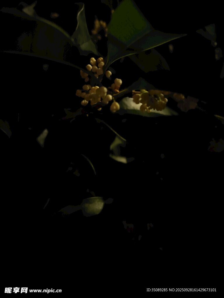 暗背景下的黄色花朵