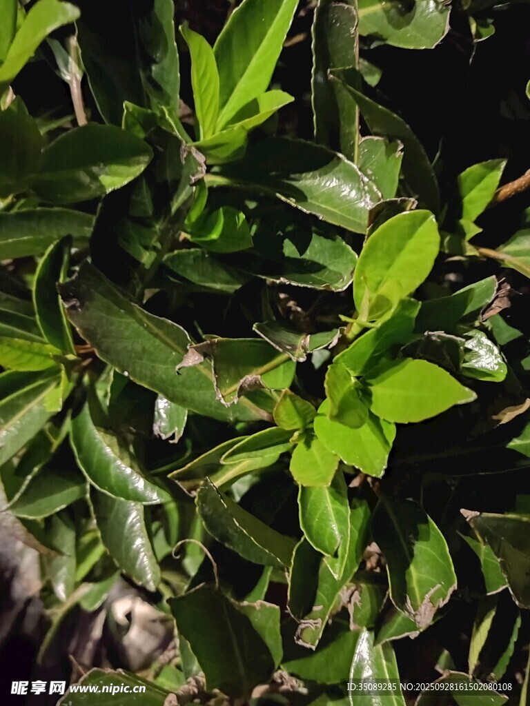 翠绿生机盎然的绿植叶片