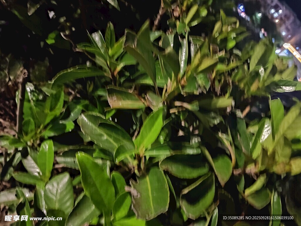 绿叶繁茂的植物景象