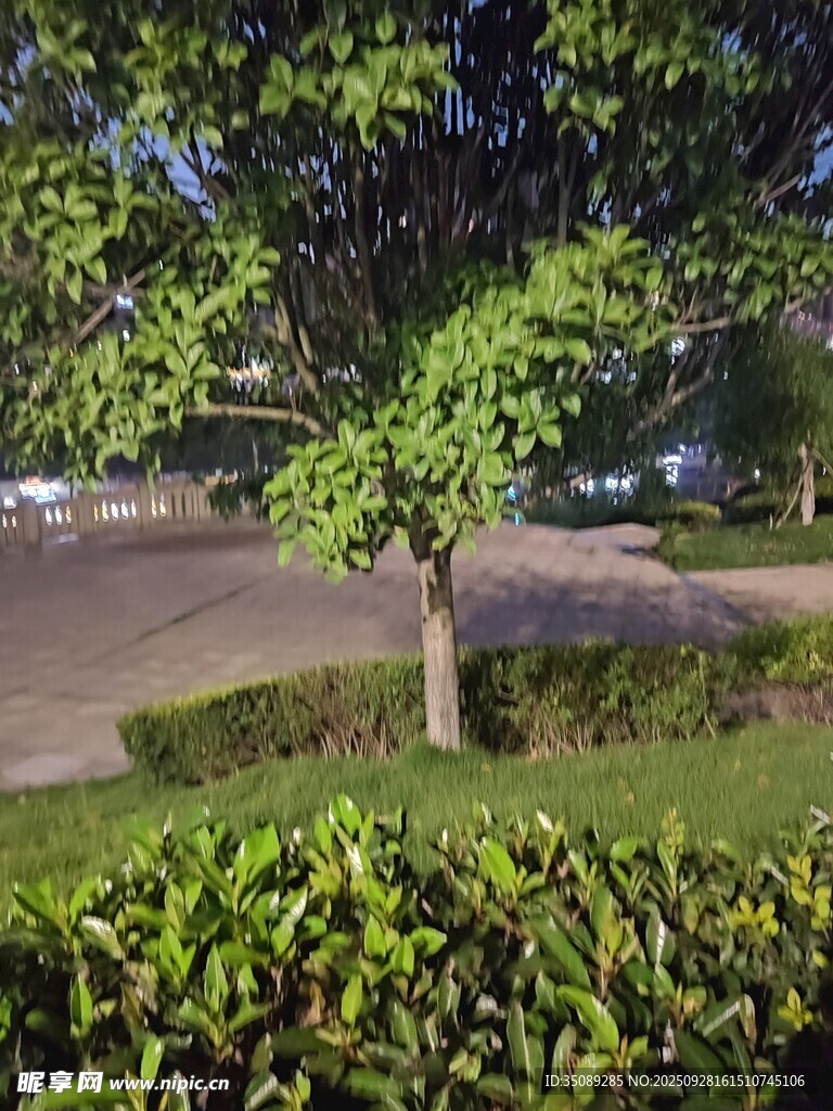 路边绿意盎然的树木与灌木