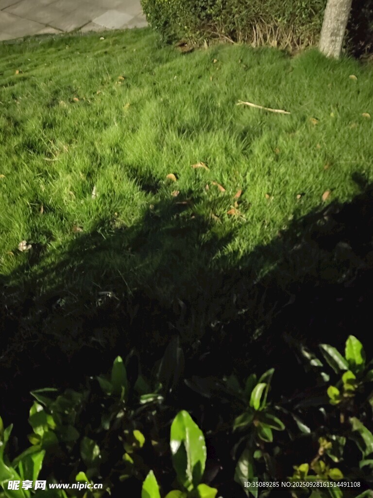 阳光下的翠绿草地