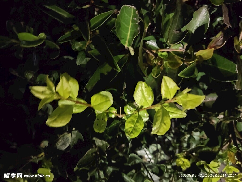翠绿叶片的生机植物