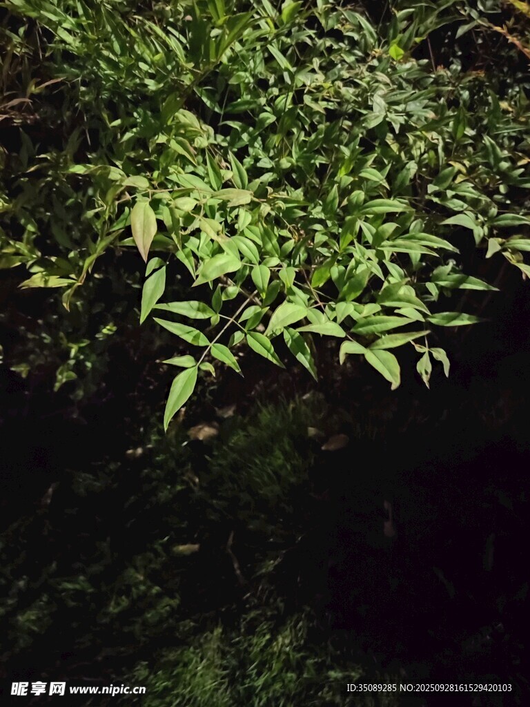 夜间翠绿竹叶特写