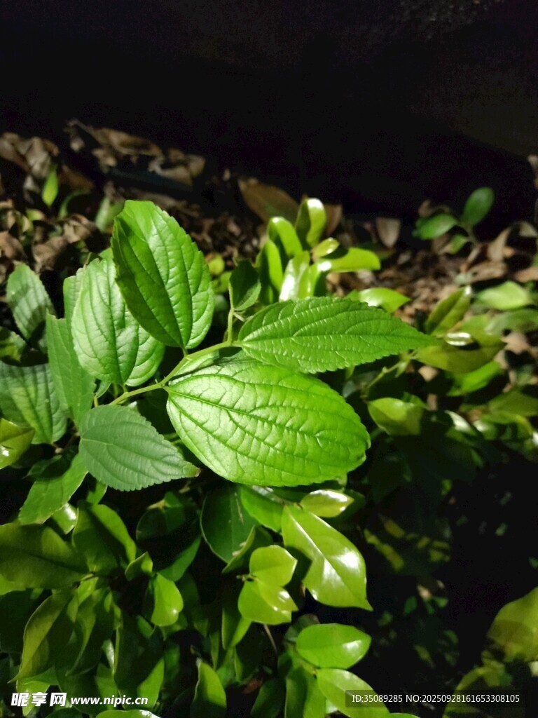 翠绿叶片生机盎然
