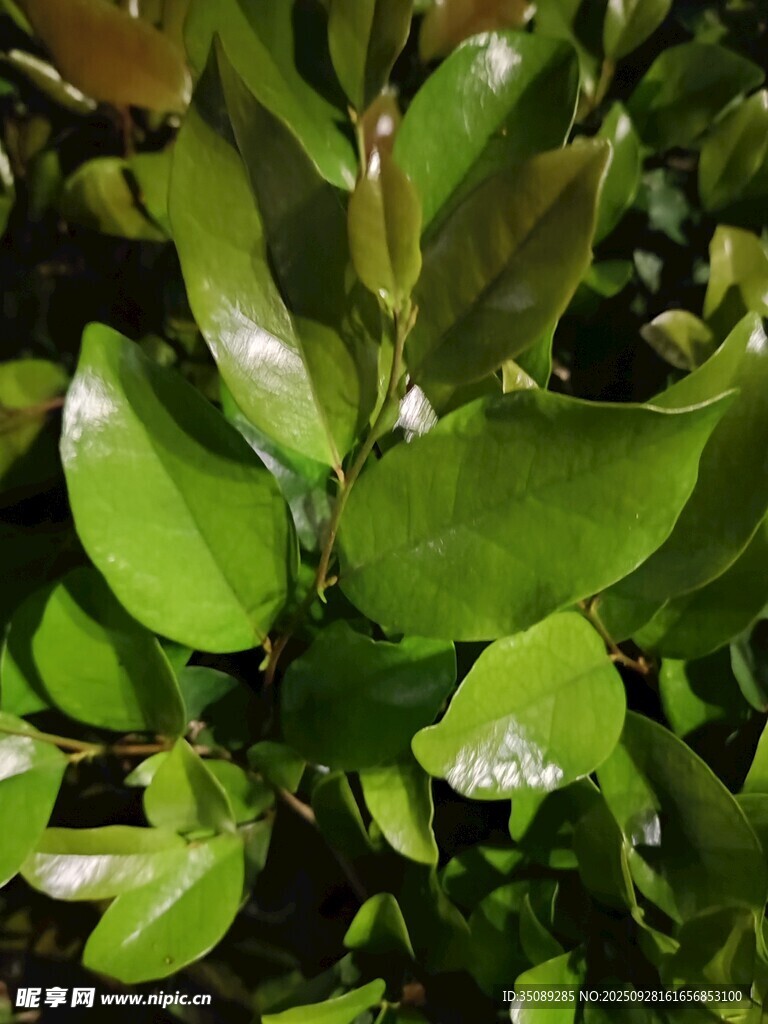 翠绿欲滴的新鲜叶片