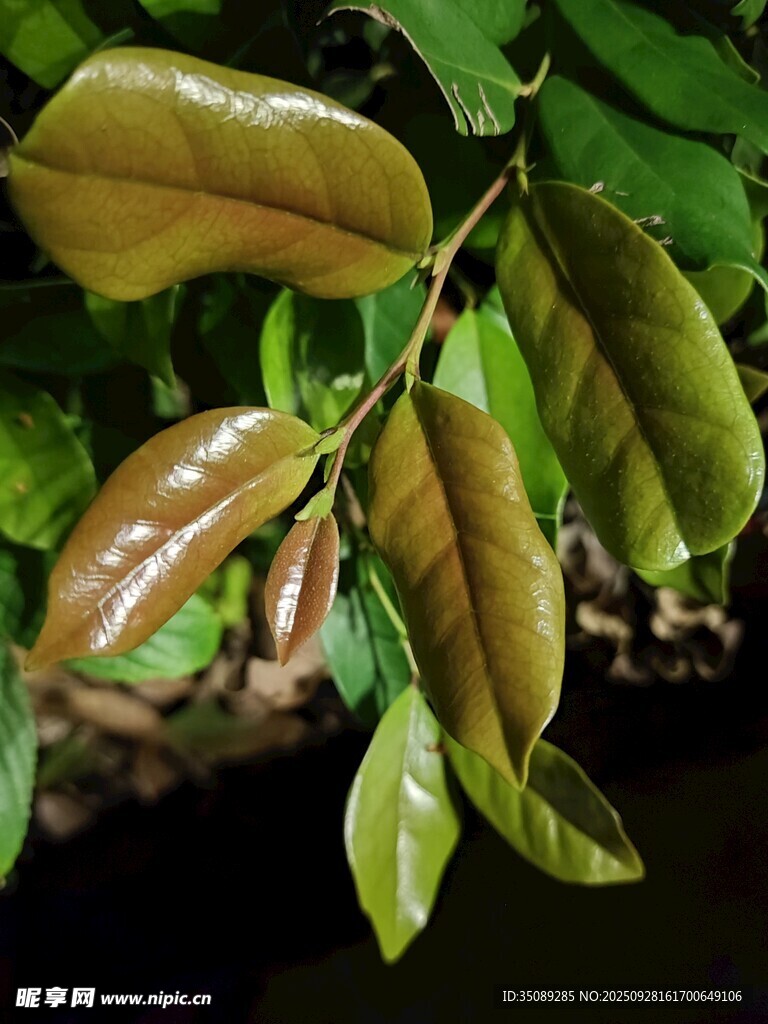 翠绿枝叶特写