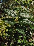 绿叶繁茂的野生植物