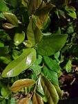 翠绿植物叶片特写