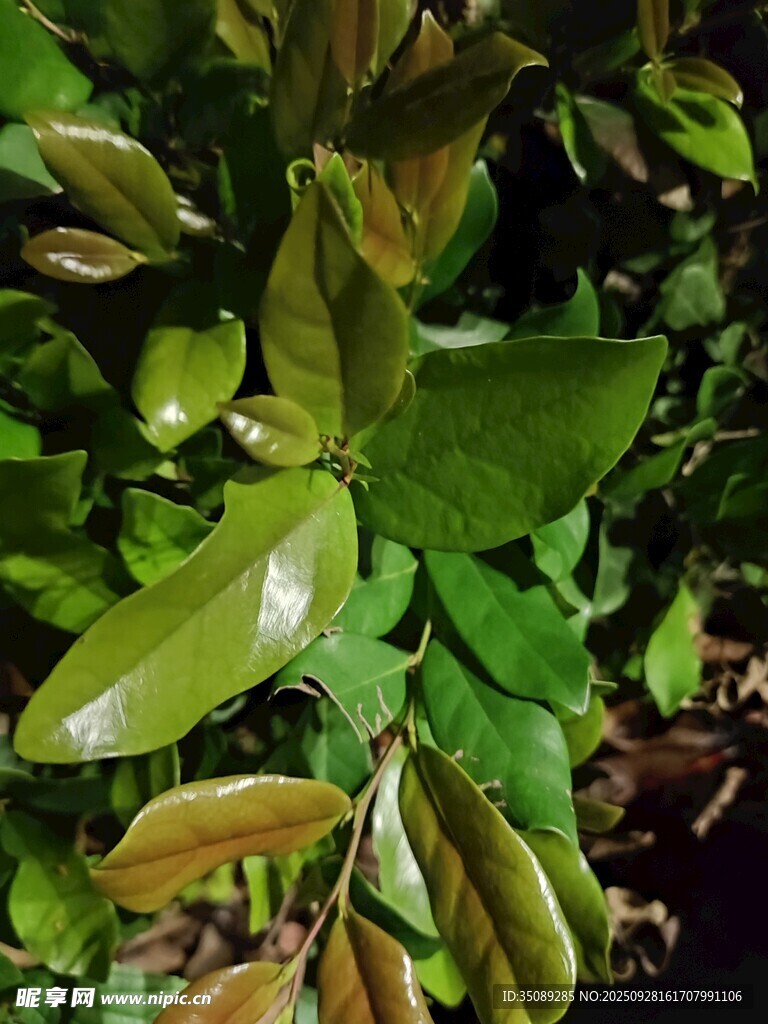 翠绿植物叶片特写