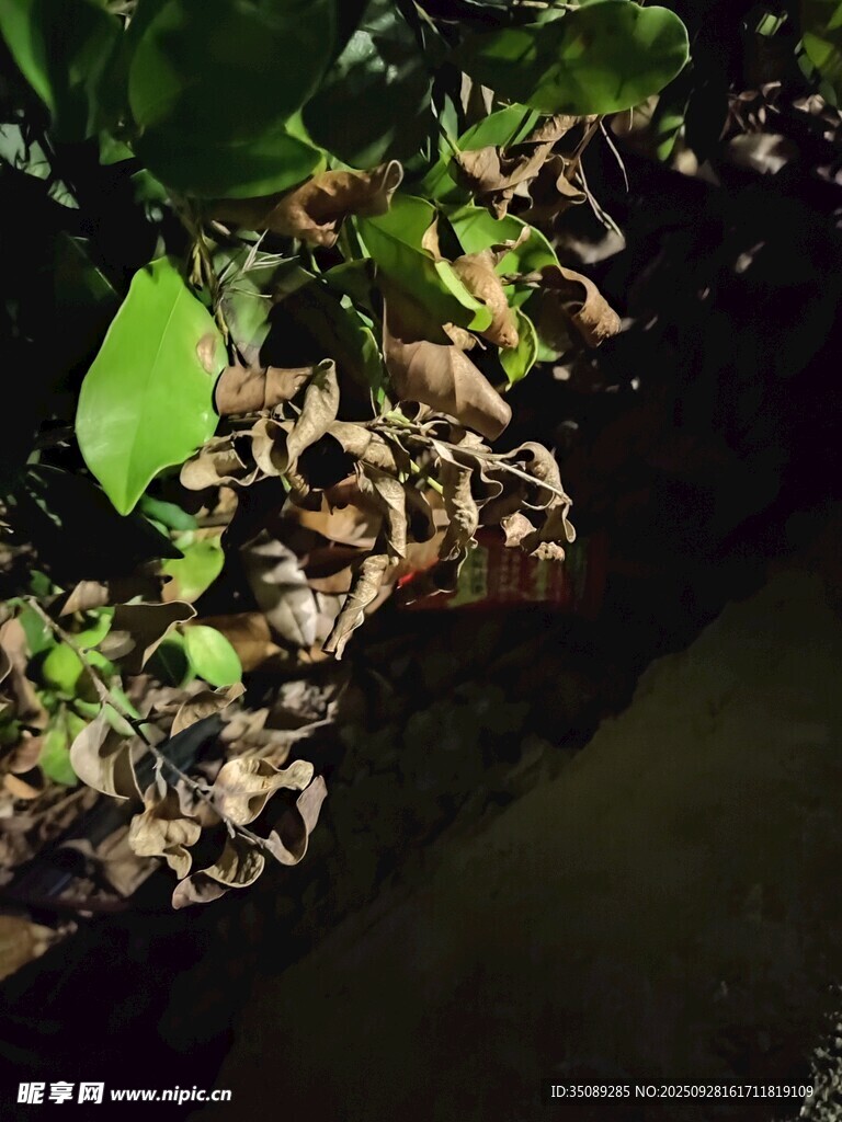 水边绿植下的褐色昆虫