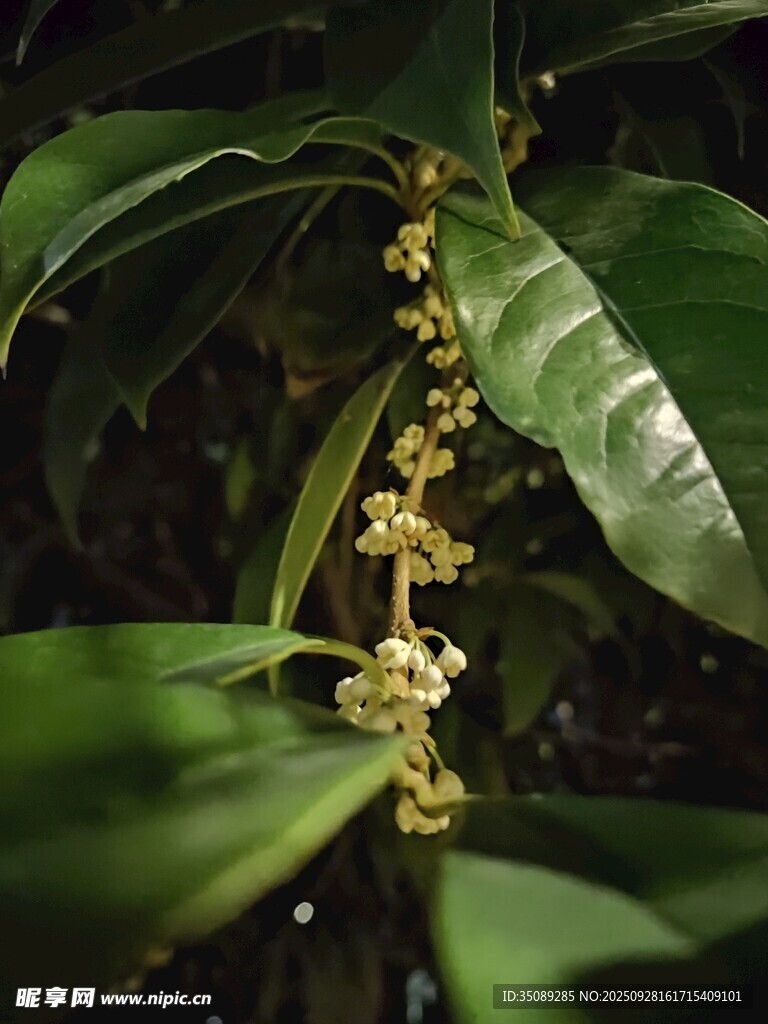 绿叶间的黄色小花