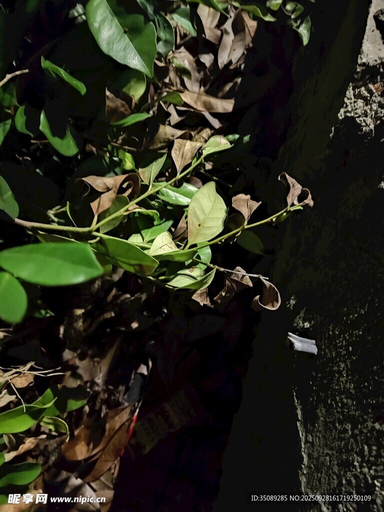绿叶藤蔓缠绕于石壁