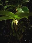 夜间绽放的清新绿植花朵